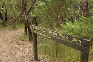 Waterfall Gully - Kings Falls Circuit Walk - Phillip Island Accommodation